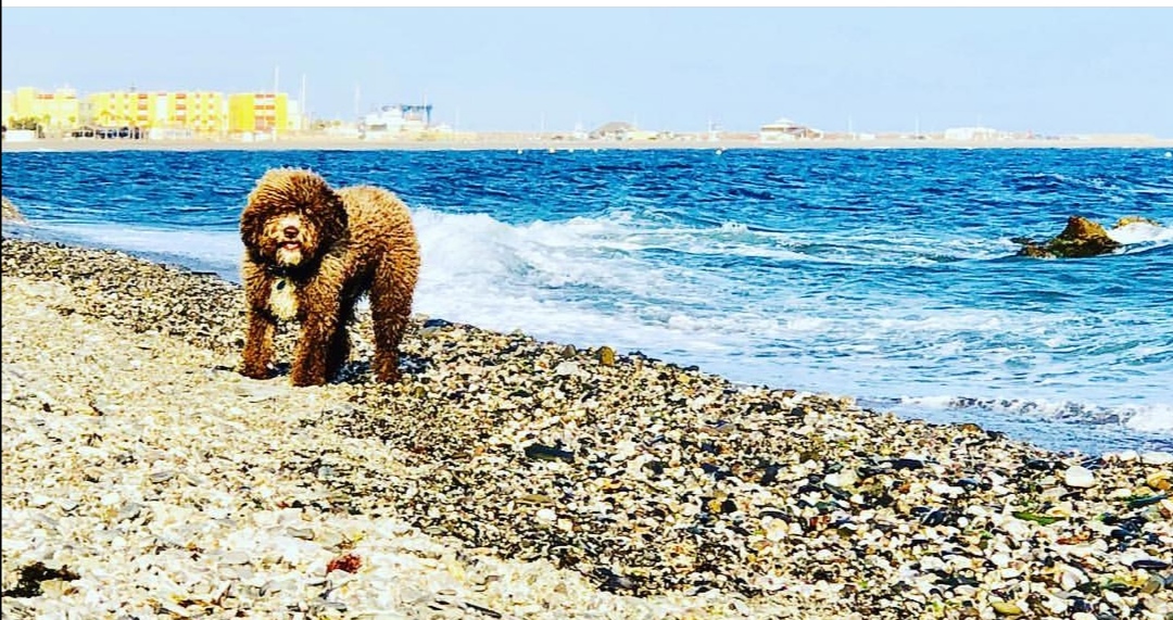 La Playa de la Rana cuenta ya con la oficialidad de la Junta para la entrada de los canes