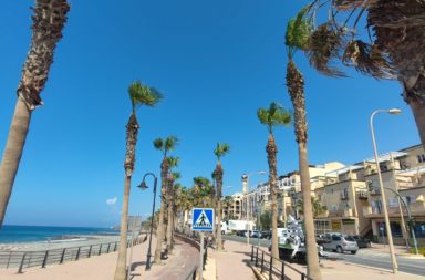 Ayuntamiento de Adra realiza labores de poda de las palmeras
